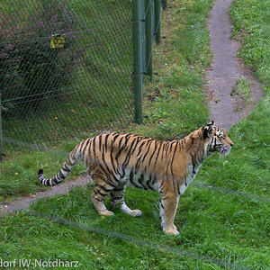 Tiger im Tierpark Lüneburger Heide