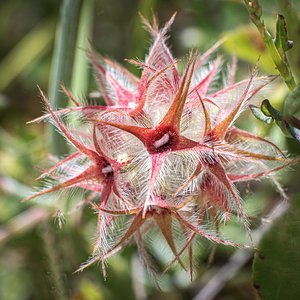Eine Kleeart, Trifolium Stellatum.