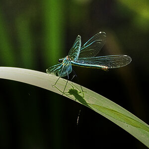 Blauflügel Libelle