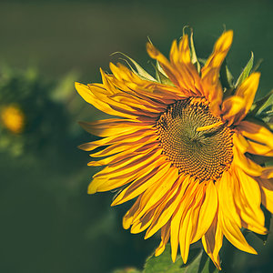 Sonnenblume im Wind