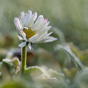 frosty daisy