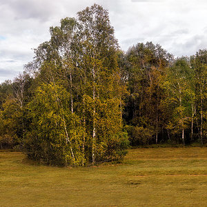 Moorbirken im Herbst