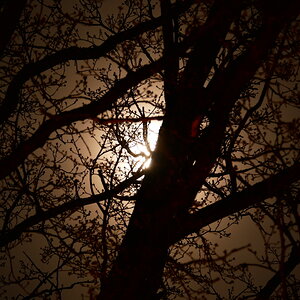 Moon behind tree