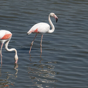 Flamingo 1.jpg