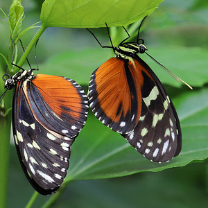 Schmetterlinge dp.jpg
