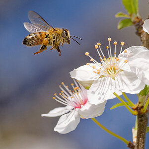 Bienchen sammelt.jpg