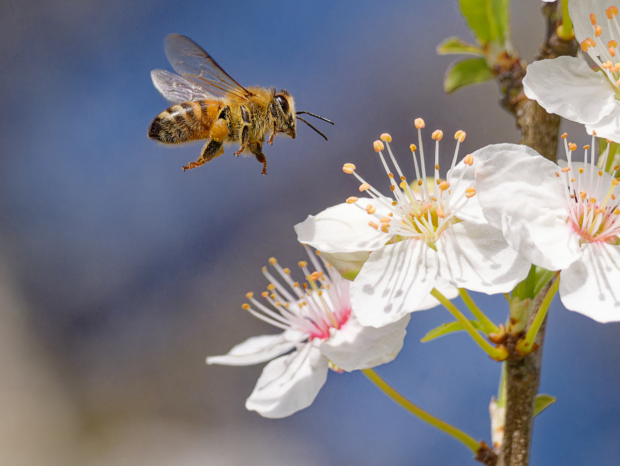 Bienchen sammelt.jpg
