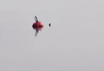 P2190227bojev2.jpg