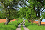 Allee.jpg