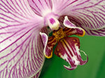 Orchidee # 1.jpg