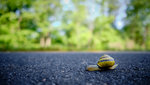 schnecke.jpg