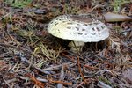 IMG_1089zgd.jpg