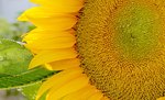 IMG_0842zgd.jpg