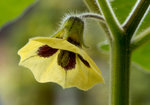 12 Blüte 1280 px.JPG