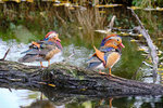 Enten 3k.jpg