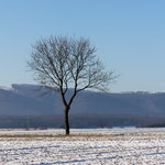 Der Baum.jpg