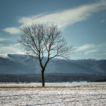 Der Baum.jpg
