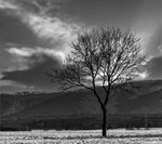 Baum.jpg