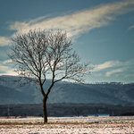Der Baum(1)_DxO.jpg