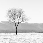 Baum3.jpg