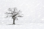 Schneesturm.jpg