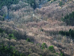 Mischwald bearbeitet.jpg