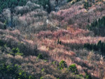 wald.jpg