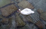 Schwan in seinen Elementen.jpg