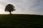 Baum Roh.jpg