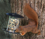 14_10_Harburg_Hinterhof_Eichhörnchen_02_1.jpg 14_10_Harburg_Hinterhof_Eichhörnchen_02_1.jpg