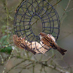 05_02_Harburg_Hinterhof_Haussperlinge_01_2.jpg 05_02_Harburg_Hinterhof_Haussperlinge_01_2.jpg