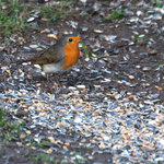 21_12_Harburg_Hinterhof_Rotkehlchen_01.jpg 21_12_Harburg_Hinterhof_Rotkehlchen_01.jpg