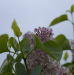 DSC02558.jpg DSC02558.jpg