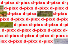 002-d-pixx-Rätsel.jpg