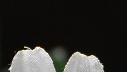raetsel_210603_1.JPG