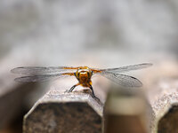 Libelle beim Sonnenbad11-1 bea.jpg
