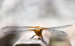 Libelle 16zu10 - 20210625.jpg