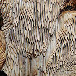 Ratebild-4a.jpg Ratebild-4a.jpg