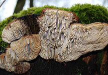Ratebild-4c-Lamellen.jpg