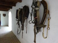 Pferdegeschirr_Halfter.jpg