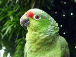 Papagei.jpg