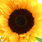 sonnenblume.jpg