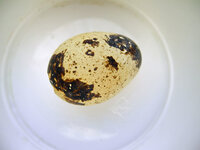 Rätselbild 101Lösung.jpg