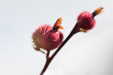 Rätselbild 126 Lösung.jpg Rätselbild 126 Lösung.jpg