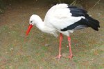 Storch.jpg