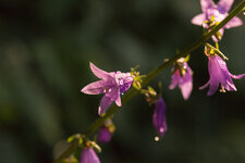 2P9A3509-1 auflösung.jpg