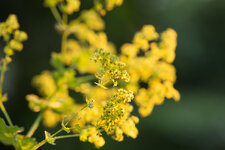 2P9A3251-1 auflösung.jpg