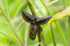 Rätselbild 132 Lösung.jpg