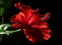 Hibiskus rot.JPG