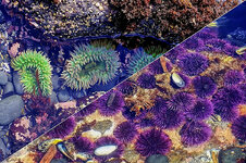 11a Im Tidepool_DSC02088+DSC02293.jpg 11a Im Tidepool_DSC02088+DSC02293.jpg